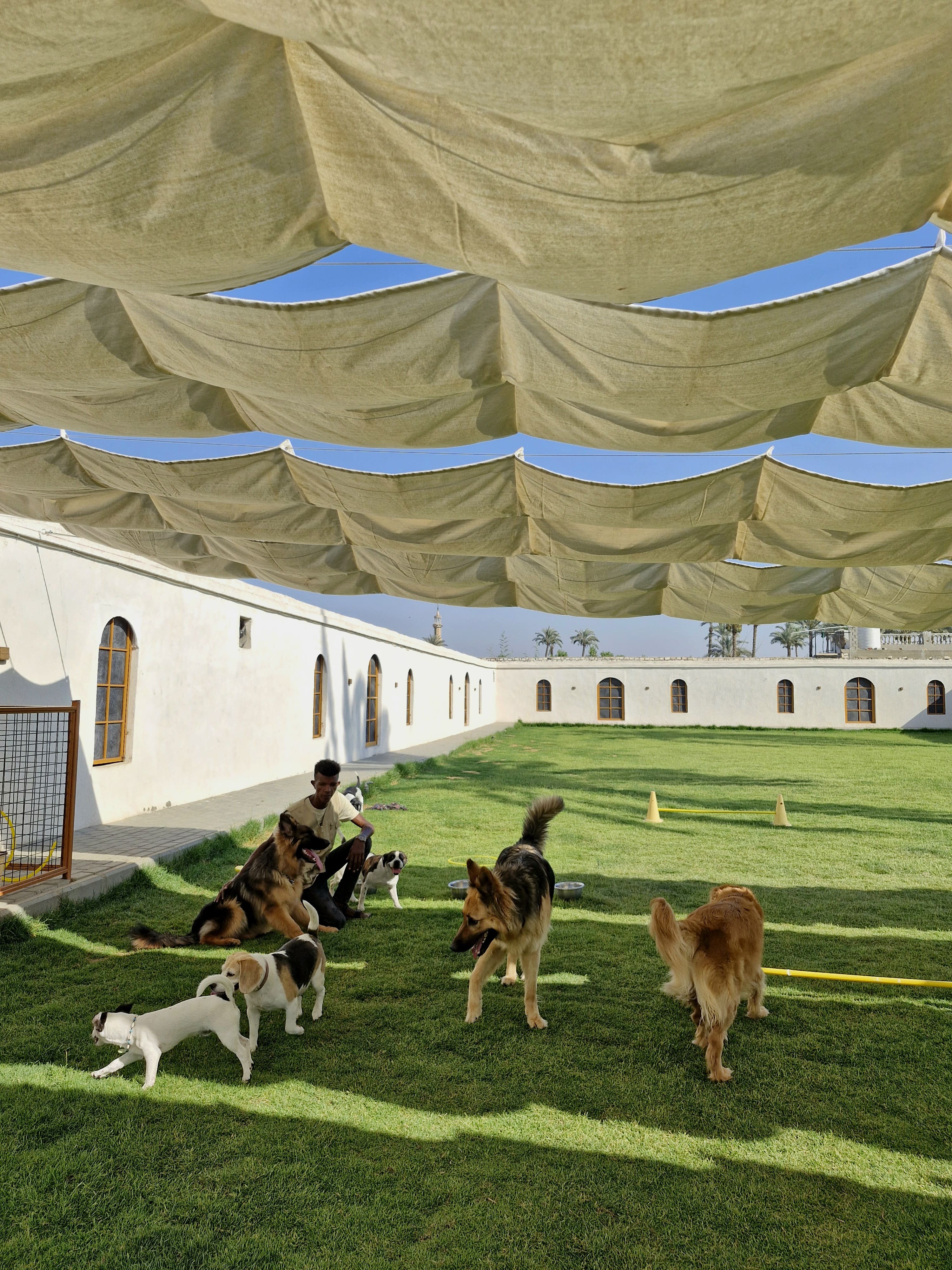 Boarding Dogs having Playtime